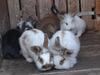 Hotel Beim Haxenwirt