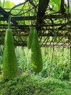Hotel Hulu Langat Home Stay Eco Farm