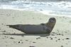 Holiday Home Witsum - Dns10055-f