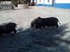 Agroturismo Monte Das Galhanas