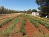 Agroturismo Agriturismo Salento Pietralata
