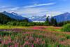 Sockeye Salmon - Kenai Kuik Cabins - River Access Cabin