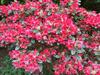 Bed & Breakfast Villa Laurelin, Lothorien