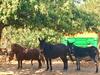 Agroturismo Son Penyaflor
