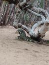 Sitio Nazar�