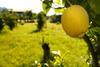 Bed & Breakfast Villa Piersepp