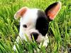 G�te La Tani�re Confort