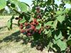 Agroturismo Country House Cortesia