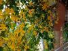 Bed & Breakfast Lampang Lanna Home