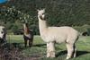 Agroturismo 1220 Gibbston Lodge