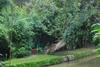 Hotel Bamboo Creek Resort